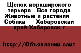 Щенок йоркширского терьера - Все города Животные и растения » Собаки   . Хабаровский край,Хабаровск г.